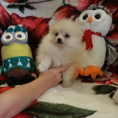 beautiful Pomeranian puppies male and female for s