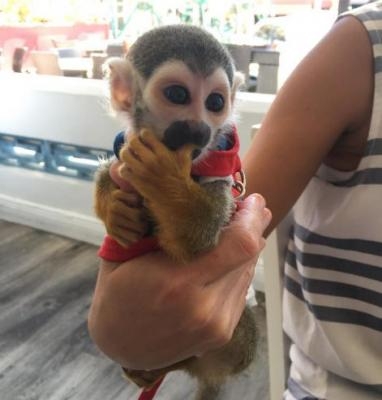 TOP QUALITY BABY SQUIRREL MONKEYS