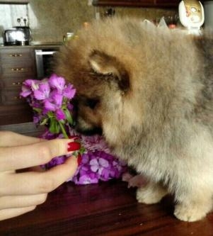 Beautifull pomeranian puppy for sale