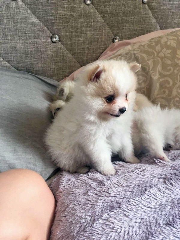 Pomeranian puppies for free adoption 6572294090