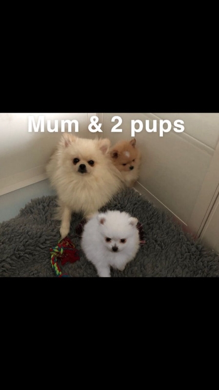 Purebred Baby T-Cup Pomeranian Puppies (4092101567