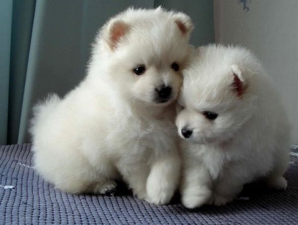 Purebred Male and Female White Pomeranian Puppies 