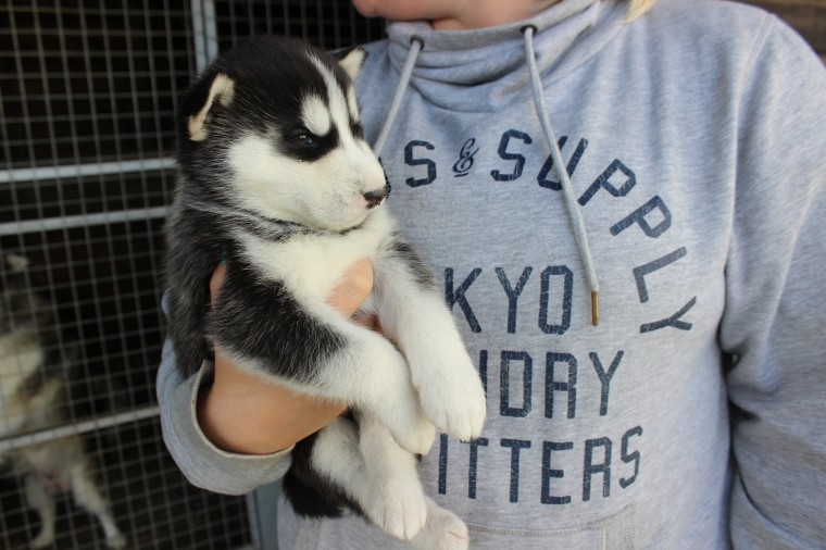 Husky Puppies NEEDS HOME!!!!! Brown &amp; White w/ cut