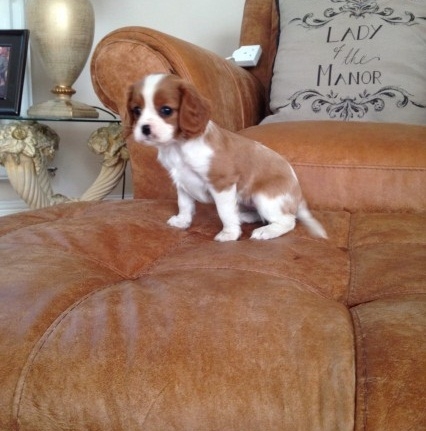 Gorgeous Selection Of AKC Reg Puppies For Sale.