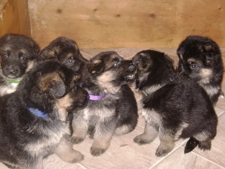 German Shepherds available for sale