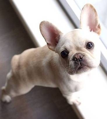 French bulldog female