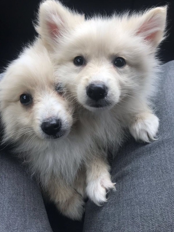 Free Pomeranian puppies 6572294090