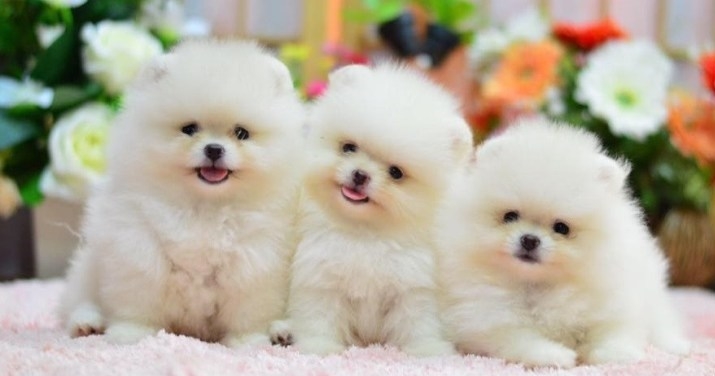 AKC 10 week old neutered male Pomeranian Puppies