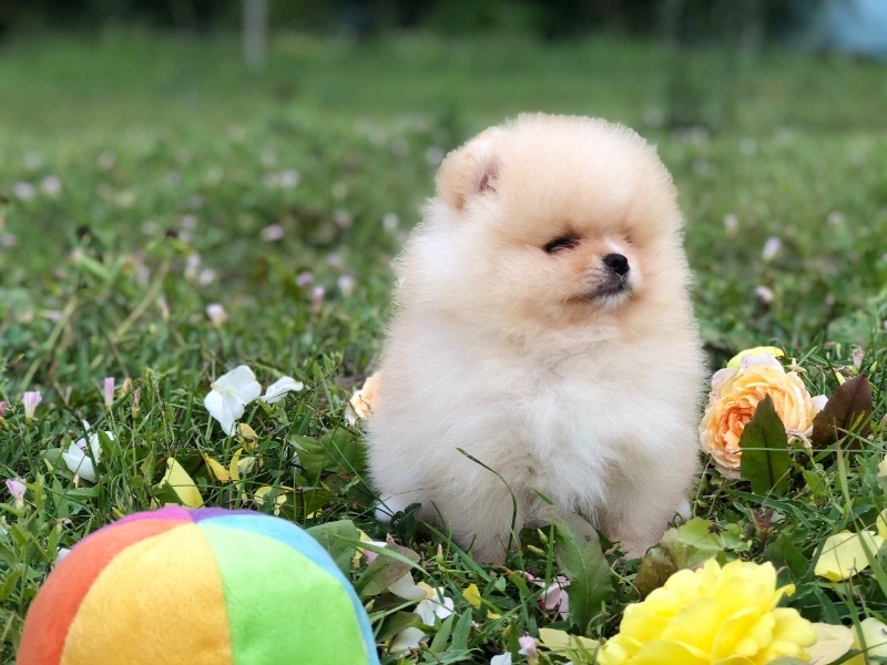 Pomeranian spitz for sale 