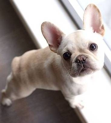 French bulldog need a new home...;;;