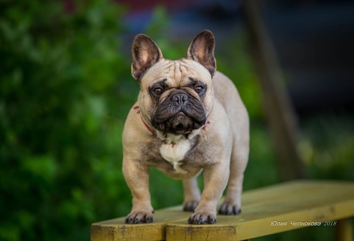 French bulldog 