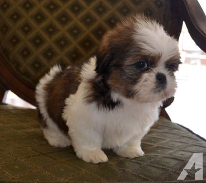 adorable-shih-tzu-pu