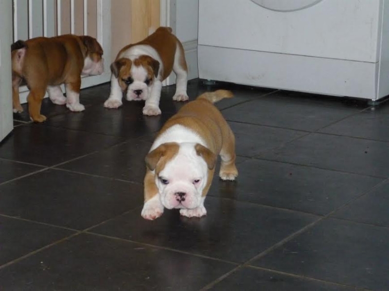 Beautifull Litter Of English Bulldogs puppys !!!!!