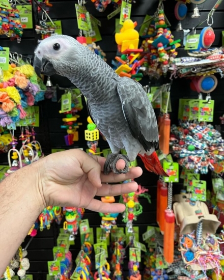 African Grey Parrots FOR SALE