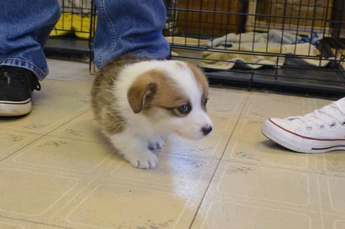 corgi