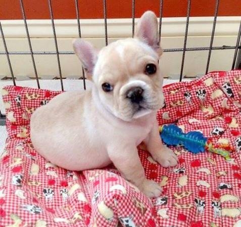 English bulldog female