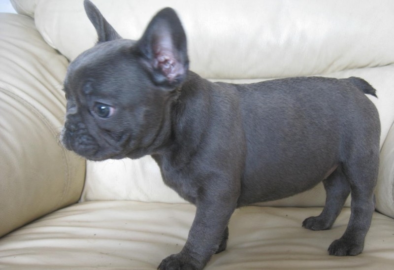 cute french bull dog puppies for sale