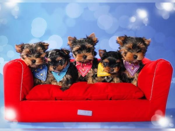  Sweet Yorkie puppies for rehoming
