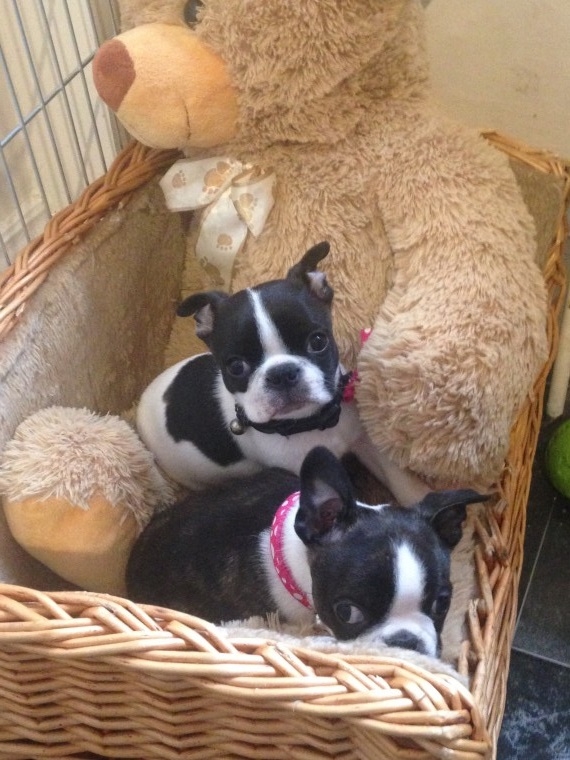  Boston Terriers