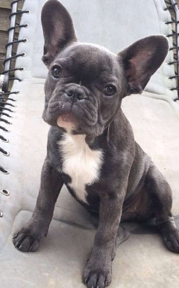 Adorable French Bulldog Puppies