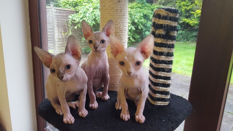 Beautiful Outgoing Sphynx male and Females for ado