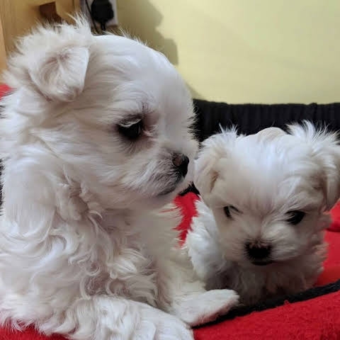 Teacup maltese puppy