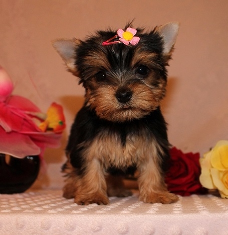 pure breed Teacup yorkies puppies 12 weeks