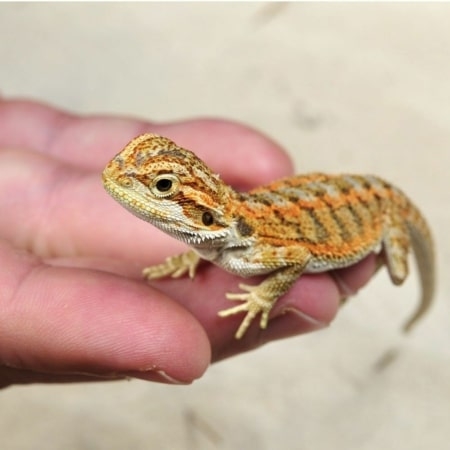 Citrus bearded dragons for sale 