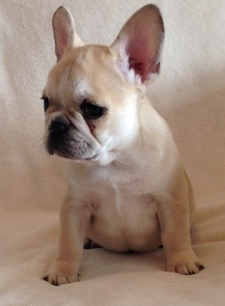 Gorgeous healthy  French Bulldog pups