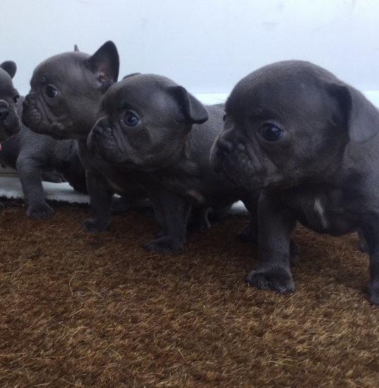 kc-french-bulldog-pu