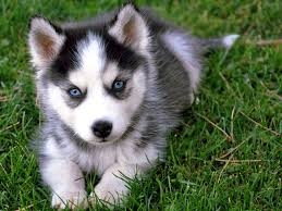 AKc Siberian Husky Puppies Male and Female