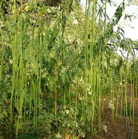 Moringa seeds PKm 1 and Pkm 2