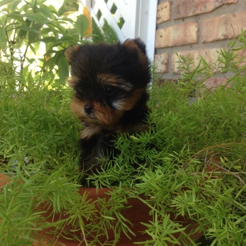 Sweet Teacup tiny size Yorkie puppies Ready 