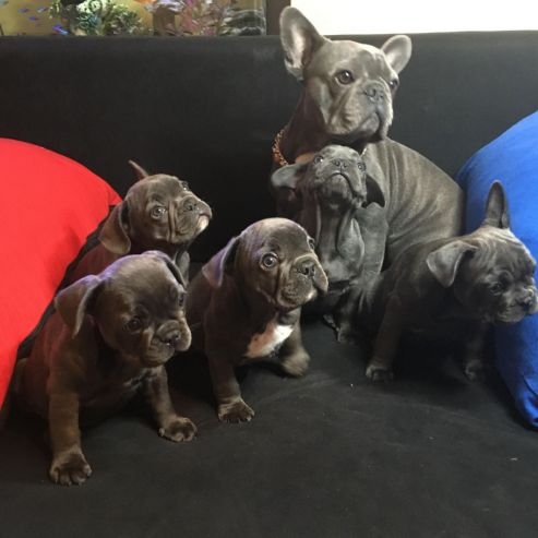Cute Blue french bulldog puppies for a new home