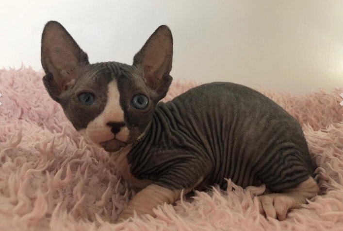 Good Looking Sphynx kittens For Sale 