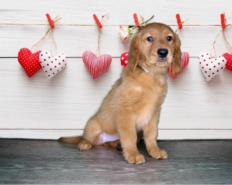 ADORABLE GOLDEN RETRIEVER PUPPIES FOR LOVING HOMES